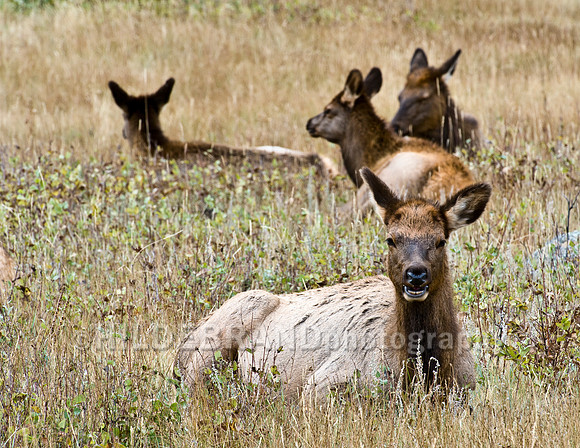 Resting Elk