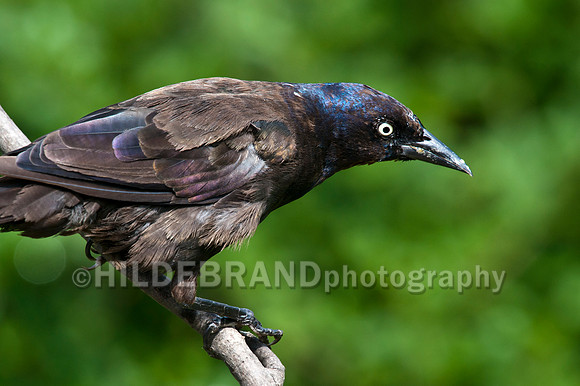 Common Grackle