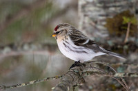 Common Redpoll
