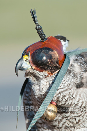 Hooded Goshawk