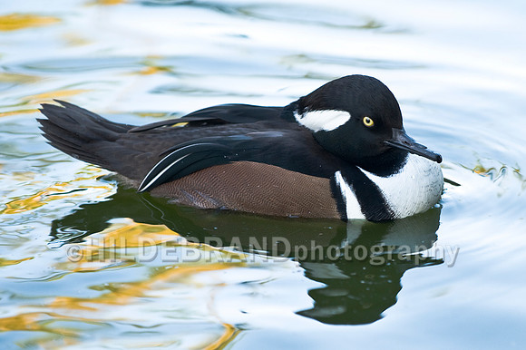 Hooded Merganser - Male