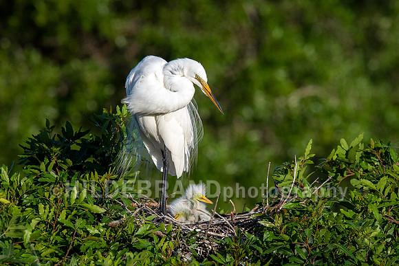 Great Egret