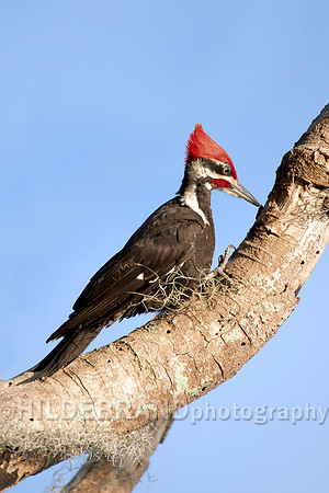Pileated Woodpecker