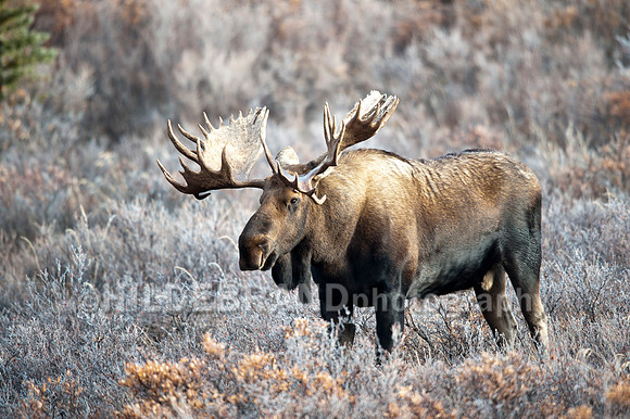 Moose