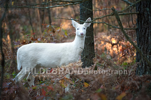 Albino Whitetail Deer