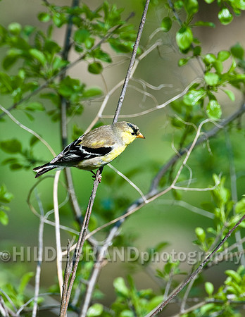 American Goldfinch - Female