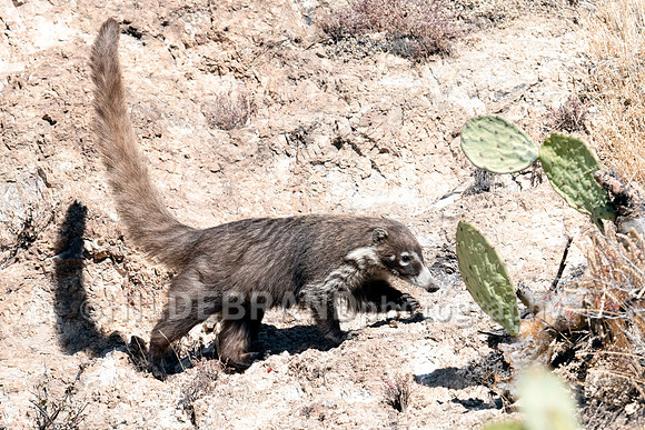 Coatimundi