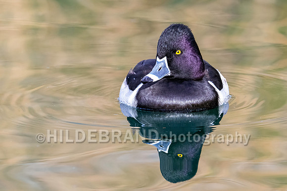 Ring-necked Duck