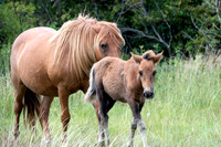 Chincoteague Pony