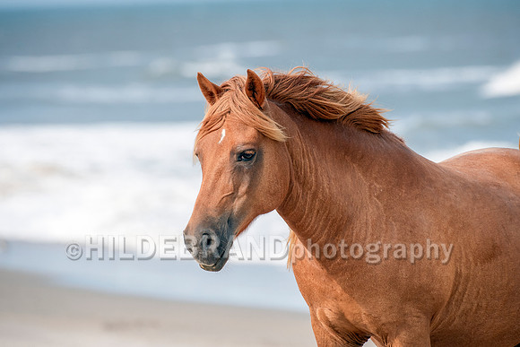 Chincoteague Pony
