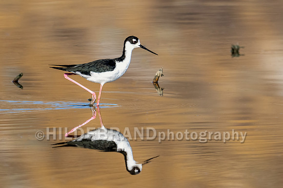 Black-necked Stilt