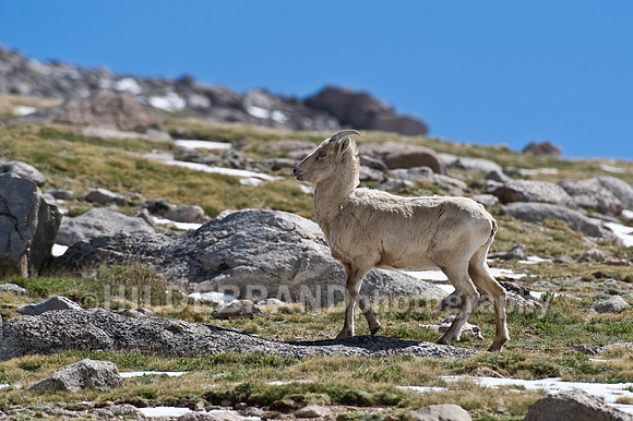 Rocky Mountain Bighorn Sheep