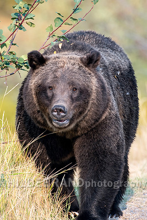 Grizzly Bear 399
