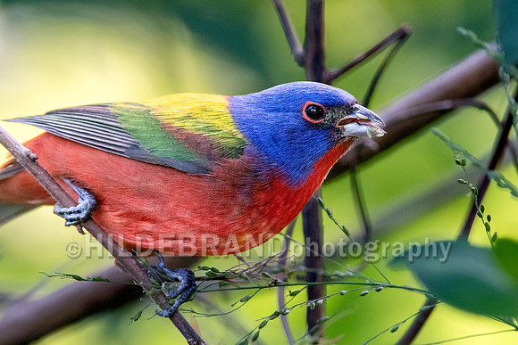 Painted bunting