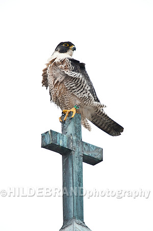 Windy Perch on the Old Copper Cross