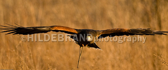 Harris's Hawk