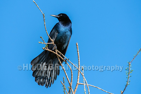 Boat-tailed Grackle