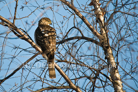 Cooper's Hawk