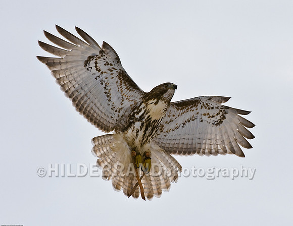 Red-Tail Hawk
