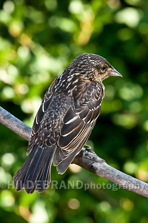 Red-winged Blackbird