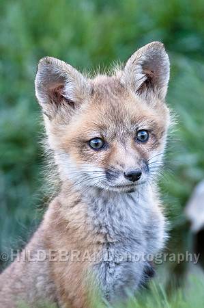Fox Kits