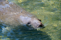 Manatee