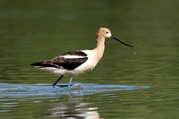 American Avocet