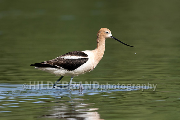 American Avocet