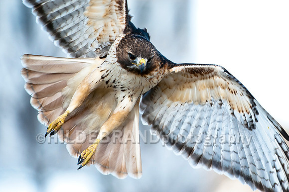 Focused Red-tailed Hawk