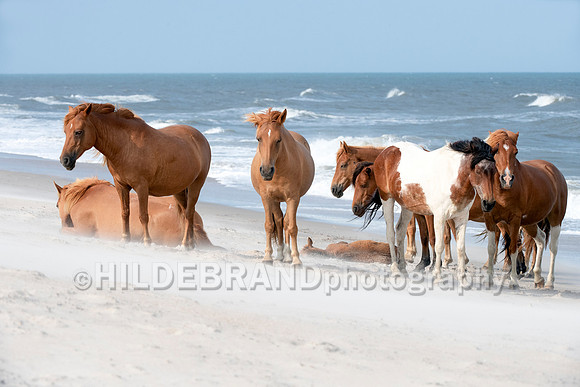 Chincoteague Pony