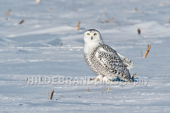 Snowy Owl