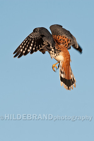 Hovering Kestrel