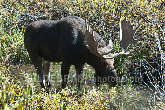 Bull Moose