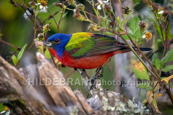 Painted bunting
