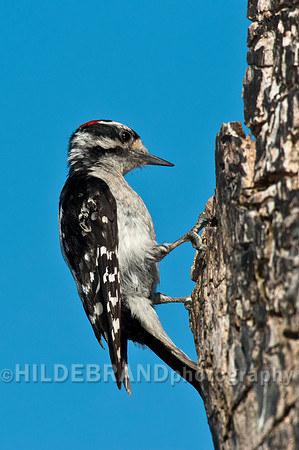 Hairy Woodpecker