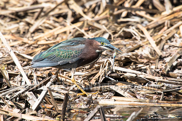 Green Heron