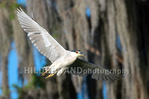 Black-crowned Night-Heron