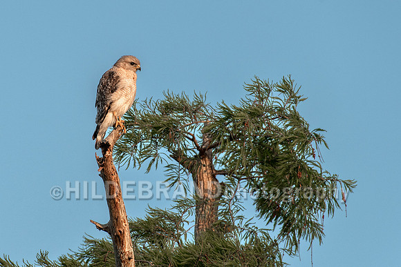 Red-shouldered hawk