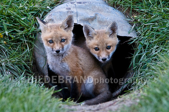 Fox Kits