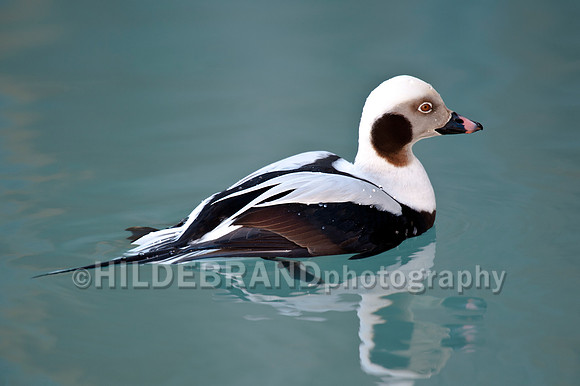 Long-tailed Duck