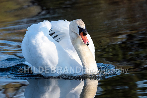 Mute Swan
