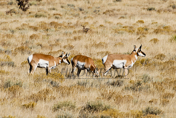 Pronghorn Antelope