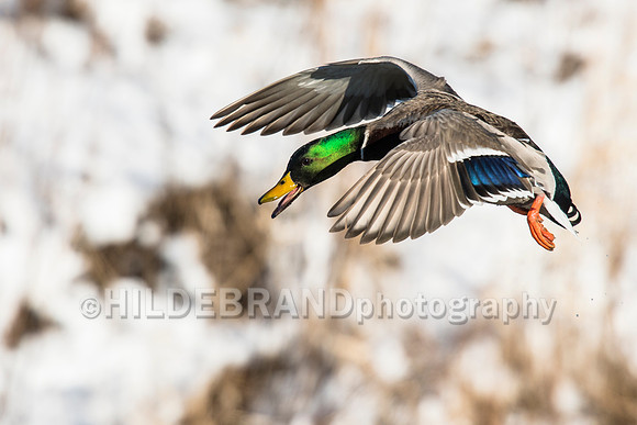 Mallard