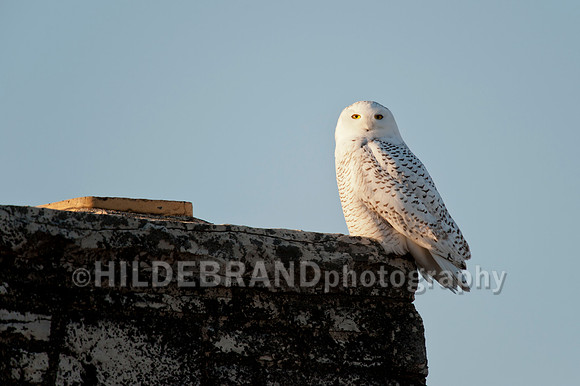 Snowy Owl