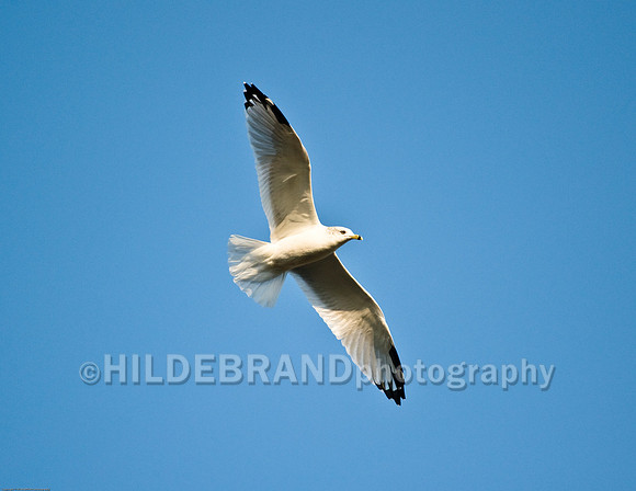 Ring-Billed Gull