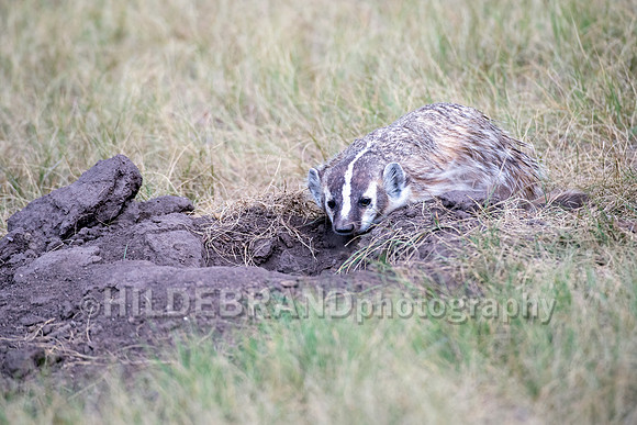 Badger