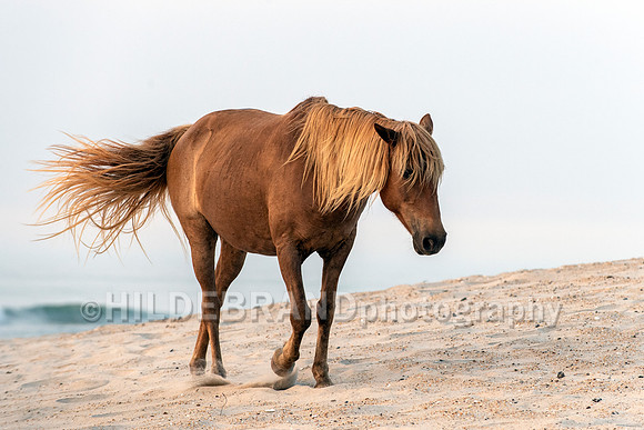 Chincoteague Pony