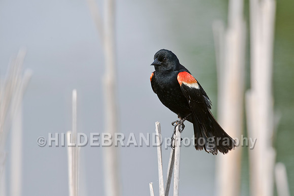 Red-Winged Blackbird