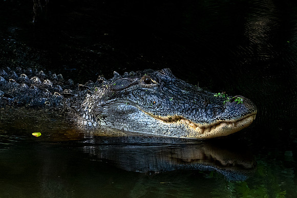 Alligator