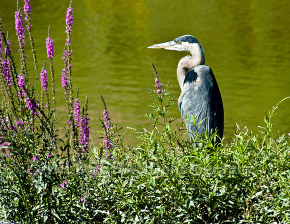 Great Blue Heron